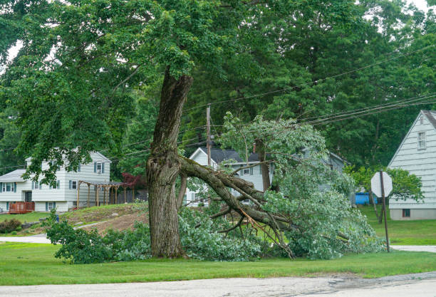 Reliable Sunrise, FL Tree Service Solutions